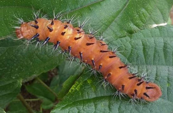 /filer/webapps/moths/media/images/D/discrepans_Pseudantheraea_C_Mballa_02.jpg