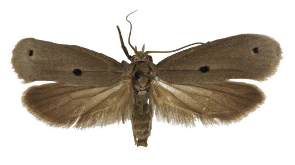 /filer/webapps/moths/media/images/D/disemanta_Yponomeuta_AM_BMNH.jpg
