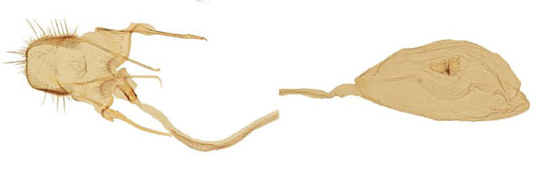 /filer/webapps/moths/media/images/D/disemanta_Yponomeuta_GFHT_BMNH_7531.jpg