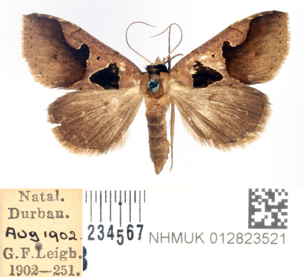 /filer/webapps/moths/media/images/D/disjuncta_Anoba_AF_BMNH.jpg