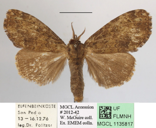 /filer/webapps/moths/media/images/D/disjuncta_Belisaria_A_MGCLa_01.JPG