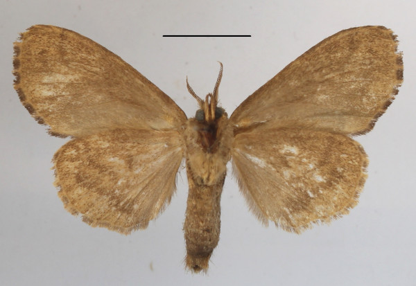 /filer/webapps/moths/media/images/D/disjuncta_Belisaria_A_MGCLb_01.JPG