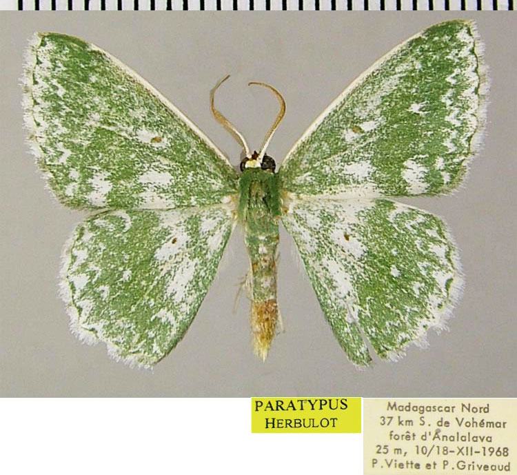 /filer/webapps/moths/media/images/D/disjuncta_Epigelasma_PTM_ZSM.jpg