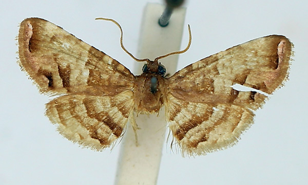 /filer/webapps/moths/media/images/D/disjuncta_Rhodoneura_AF_TMSA.jpg