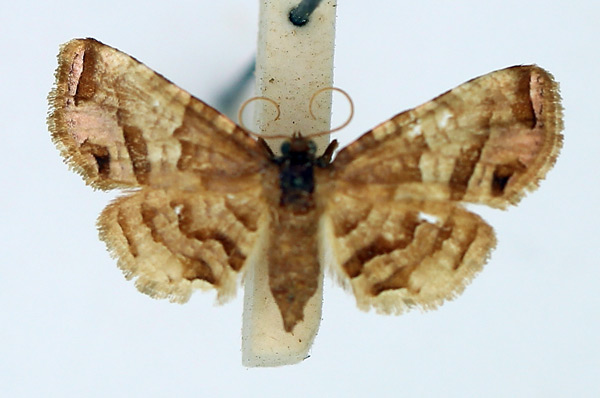 /filer/webapps/moths/media/images/D/disjuncta_Rhodoneura_AM_TMSA.jpg