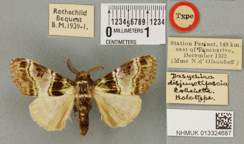 /filer/webapps/moths/media/images/D/disjunctifascia_Dasychira_HT_BMNHa.jpg