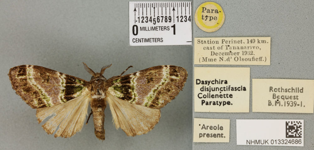 /filer/webapps/moths/media/images/D/disjunctifascia_Dasychira_PTF_BMNHa.jpg