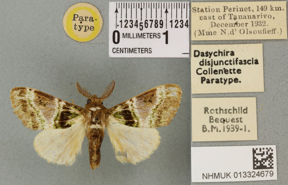 /filer/webapps/moths/media/images/D/disjunctifascia_Dasychira_PTM_BMNHa.jpg