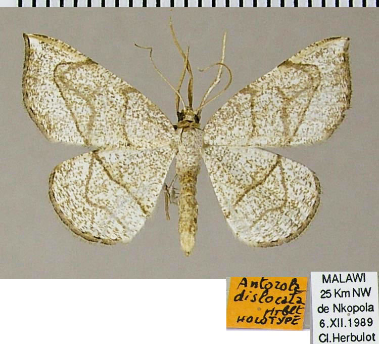 /filer/webapps/moths/media/images/D/dislocata_Antozola_HT_ZSMa.jpg