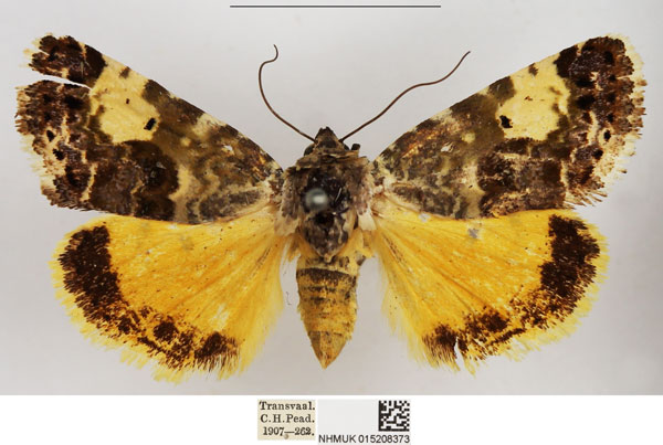/filer/webapps/moths/media/images/D/dispar_Acontia_AF_NHMUK.jpg