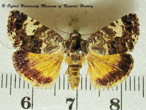 /filer/webapps/moths/media/images/D/dispar_Acontia_A_OUMNHa_01.jpg