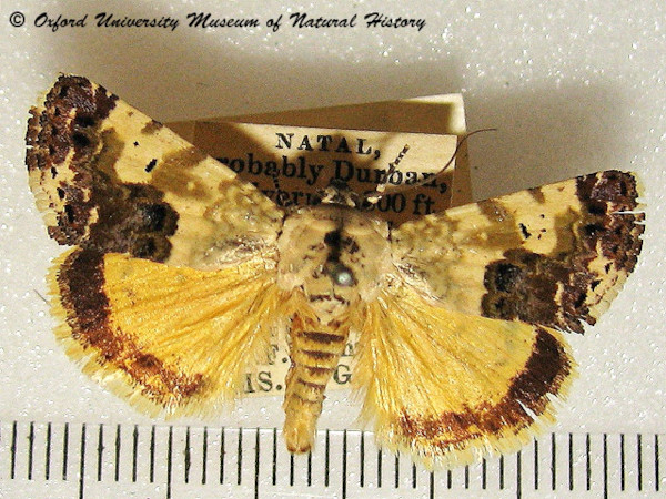 /filer/webapps/moths/media/images/D/dispar_Acontia_A_OUMNHa_02.jpg
