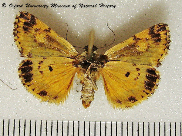 /filer/webapps/moths/media/images/D/dispar_Acontia_A_OUMNHb_01.jpg