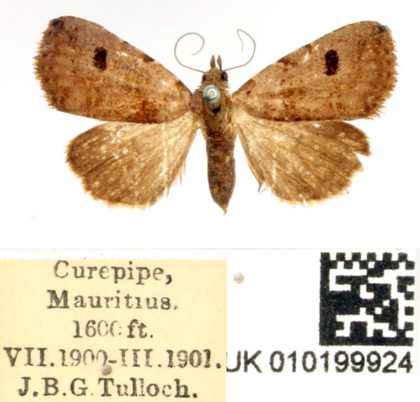 /filer/webapps/moths/media/images/D/dispar_Rivula_AF_BMNH.jpg