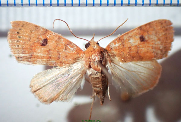 /filer/webapps/moths/media/images/D/dispar_Rivula_AF_Bippus.jpg