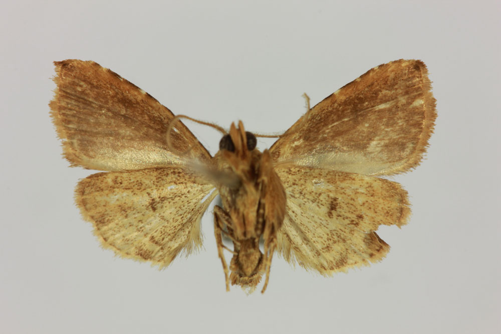/filer/webapps/moths/media/images/D/dispar_Rivula_ST_MNHNb.jpg