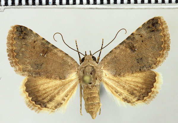 /filer/webapps/moths/media/images/D/dispar_Tytroca_AF_Fiebig_01.jpg