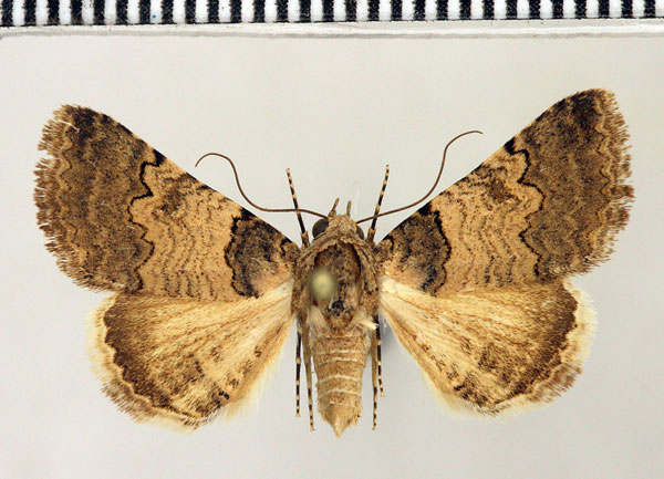 /filer/webapps/moths/media/images/D/dispar_Tytroca_AF_Fiebig_02.jpg