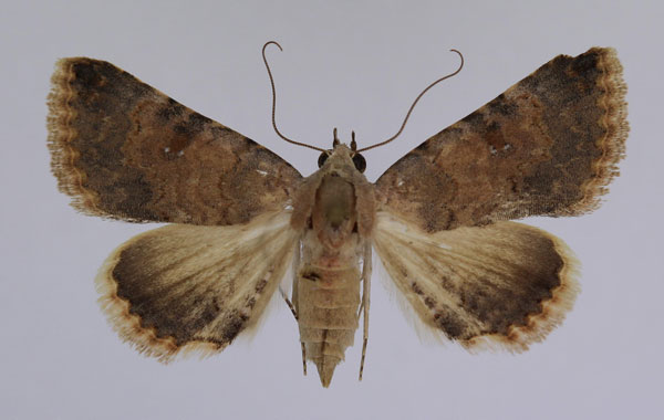 /filer/webapps/moths/media/images/D/dispar_Tytroca_AF_JMonks_01_I5SwUeO.jpg