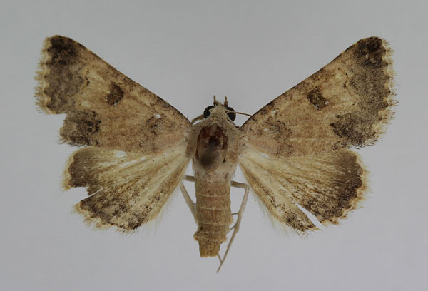 /filer/webapps/moths/media/images/D/dispar_Tytroca_AF_JMonks_02_odjT0YM.jpg
