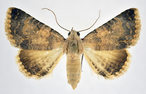 /filer/webapps/moths/media/images/D/dispar_Tytroca_AF_NHMO.jpg