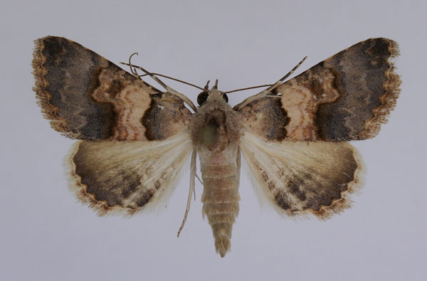 /filer/webapps/moths/media/images/D/dispar_Tytroca_AM_JMonks_01_qxURCoE.jpg