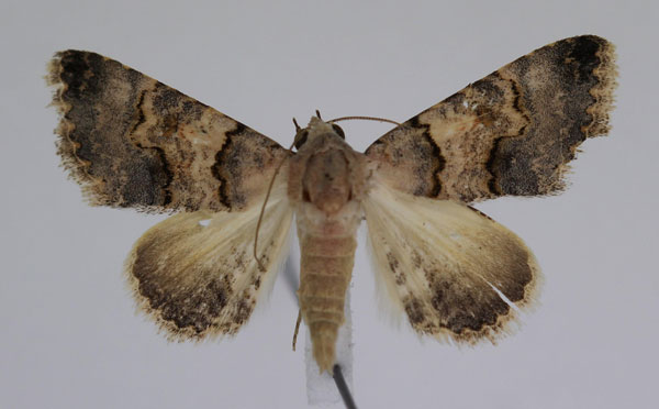 /filer/webapps/moths/media/images/D/dispar_Tytroca_AM_JMonks_02_BeBXqbK.jpg
