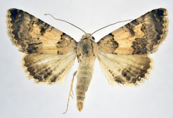 /filer/webapps/moths/media/images/D/dispar_Tytroca_AM_NHMO.jpg
