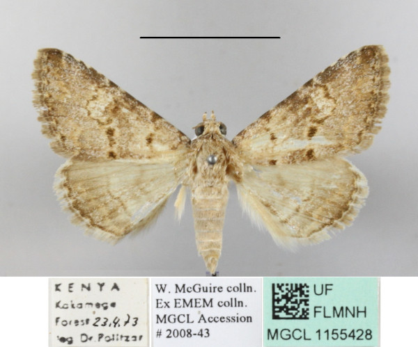 /filer/webapps/moths/media/images/D/dispar_Tytroca_A_MGCLa_01.JPG