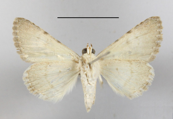 /filer/webapps/moths/media/images/D/dispar_Tytroca_A_MGCLb_01.JPG