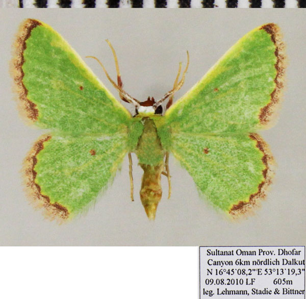 /filer/webapps/moths/media/images/D/disparata_Eucrostes_AF_ZSM.jpg