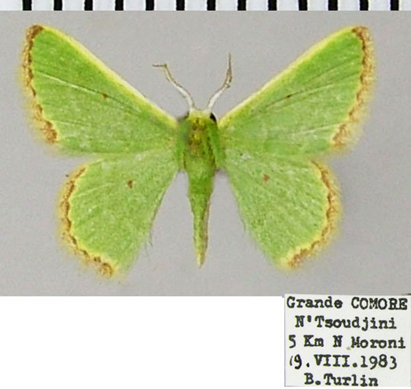 /filer/webapps/moths/media/images/D/disparata_Eucrostes_AM_ZSMa.jpg