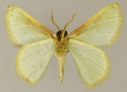 /filer/webapps/moths/media/images/D/disparata_Eucrostes_AM_ZSMb.jpg