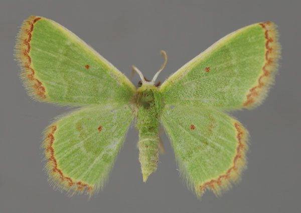 /filer/webapps/moths/media/images/D/disparata_Eucrostes_A_ZSM_01.jpg
