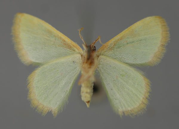 /filer/webapps/moths/media/images/D/disparata_Eucrostes_A_ZSM_02.jpg