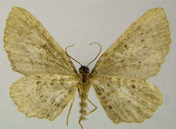 /filer/webapps/moths/media/images/D/disparata_Horisme_HT_ZSMb.jpg