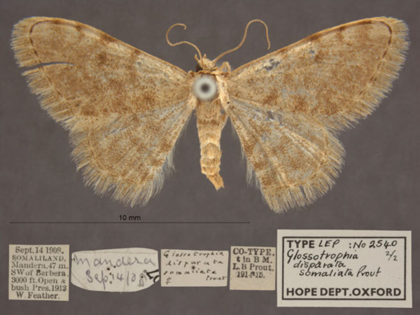 /filer/webapps/moths/media/images/D/disparata_somaliata_Scopula_PTF_OUMNHa_01.jpg