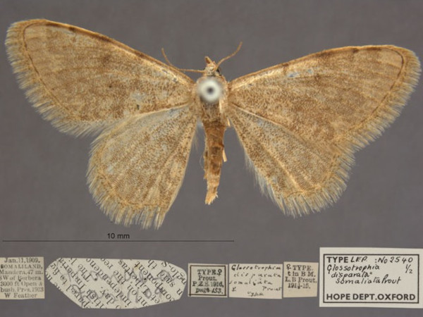 /filer/webapps/moths/media/images/D/disparata_somaliata_Scopula_PTF_OUMNHa_02.jpg