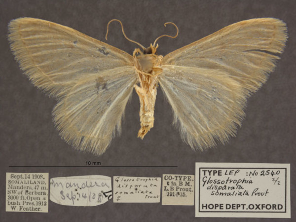 /filer/webapps/moths/media/images/D/disparata_somaliata_Scopula_PTF_OUMNHb_01.jpg