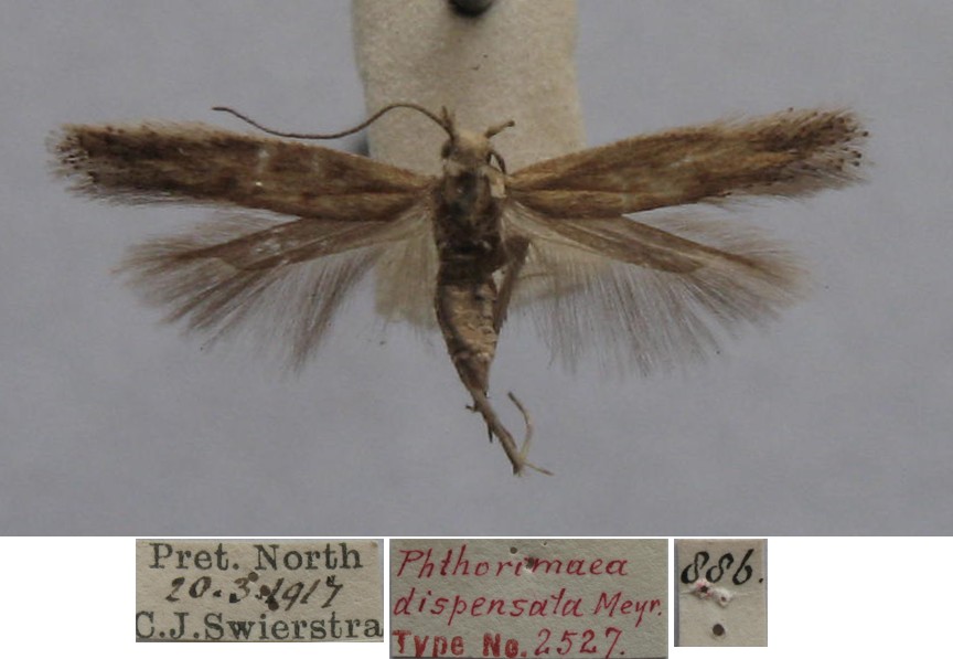 /filer/webapps/moths/media/images/D/dispensata_Phthorimaea_FST_TMSA.jpg