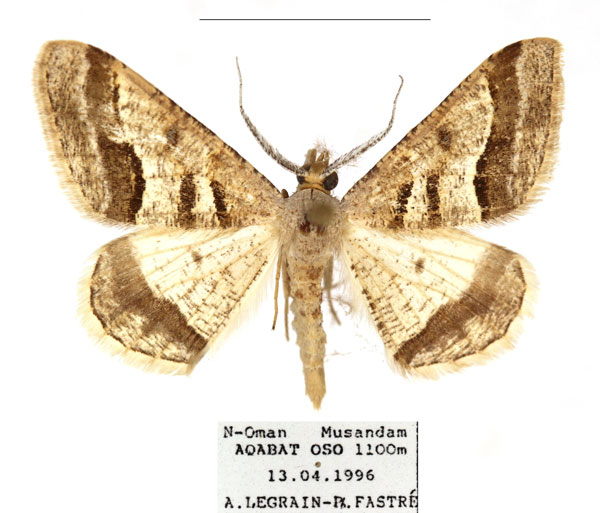 /filer/webapps/moths/media/images/D/disputaria_Isturgia_AM_RBINS_01.jpg