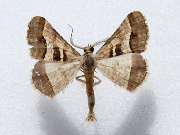 /filer/webapps/moths/media/images/D/disputaria_Isturgia_A_Goff.jpg