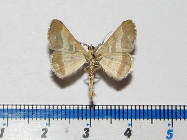 /filer/webapps/moths/media/images/D/disputaria_Isturgia_A_Goff_01.jpg