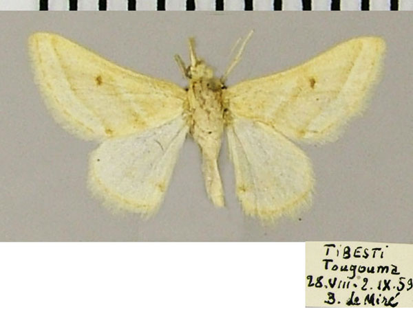 /filer/webapps/moths/media/images/D/dissimilis_Acidaliastis_AM_ZSM.jpg