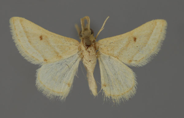 /filer/webapps/moths/media/images/D/dissimilis_Acidaliastis_A_ZSM_01.jpg