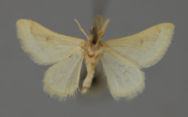 /filer/webapps/moths/media/images/D/dissimilis_Acidaliastis_A_ZSM_02.jpg