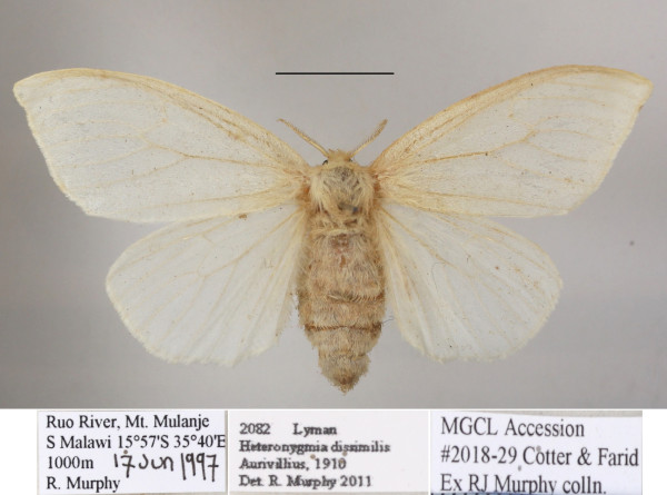 /filer/webapps/moths/media/images/D/dissimilis_Heteronygmia_AF_MGCLa_02.JPG