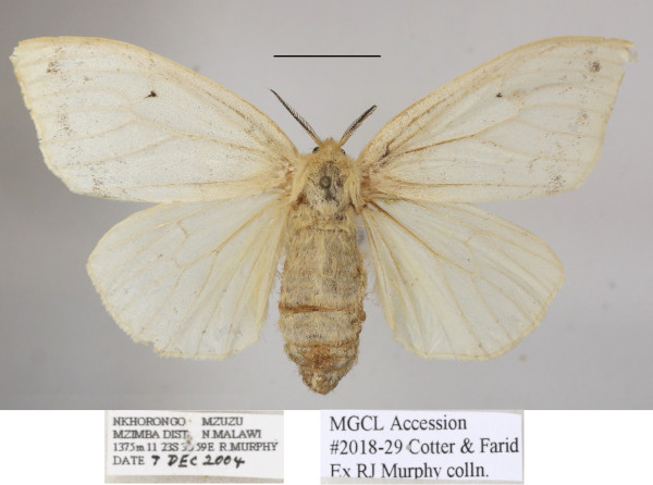 /filer/webapps/moths/media/images/D/dissimilis_Heteronygmia_AF_MGCLa_04.JPG