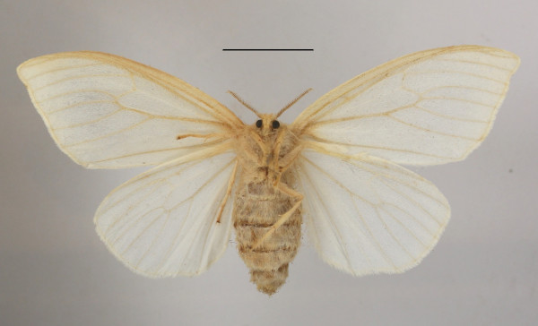 /filer/webapps/moths/media/images/D/dissimilis_Heteronygmia_AF_MGCLb_02.JPG