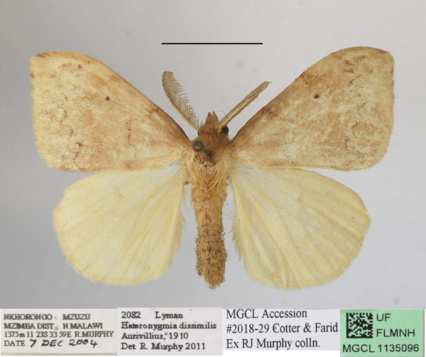 /filer/webapps/moths/media/images/D/dissimilis_Heteronygmia_AM_MGCLa_03.JPG